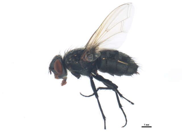 Image of Tufted cluster fly