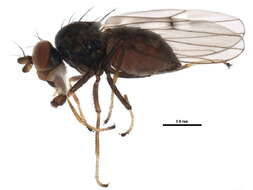 Image of Brine fly