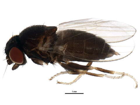 Image of freeloader flies