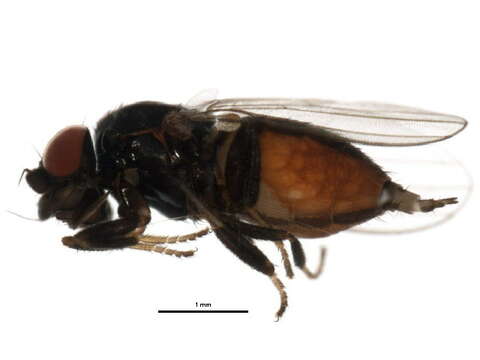 Image of freeloader flies