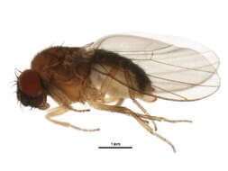 Image of Drosophila affinis Sturtevant 1916