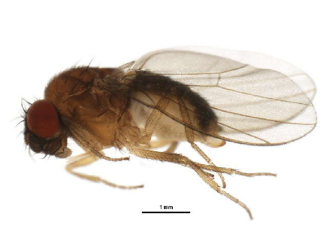 Image of Drosophila affinis Sturtevant 1916