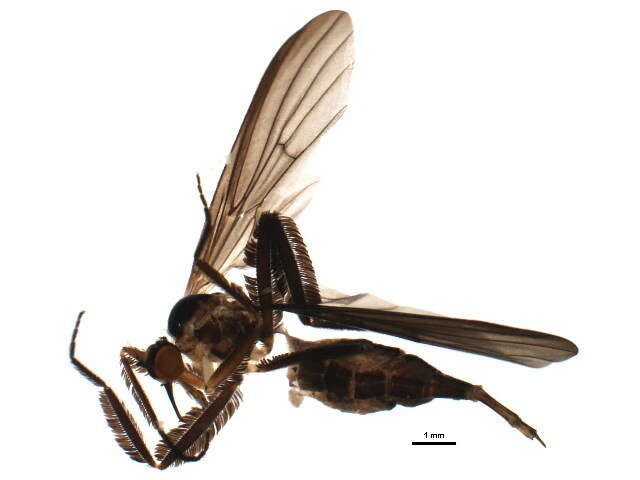 Image of Long-tailed Dance Fly