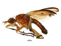 Image of Tetanocera plumosa Loew 1847