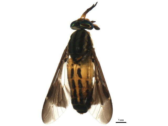 Image of Chrysops aberrans Philip 1941