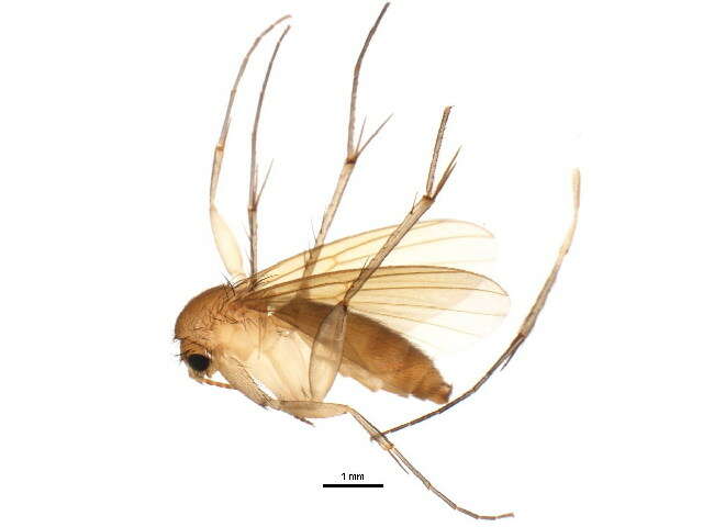 صورة Mycetophila fungorum (De Geer 1776)