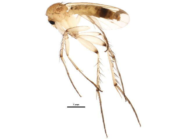 Image de Mycetophila cingulum Meigen 1830