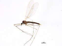 Image of winter crane flies