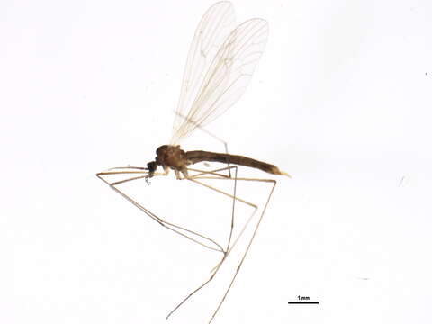 Image of winter crane flies