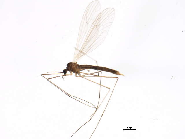 Image of winter crane flies