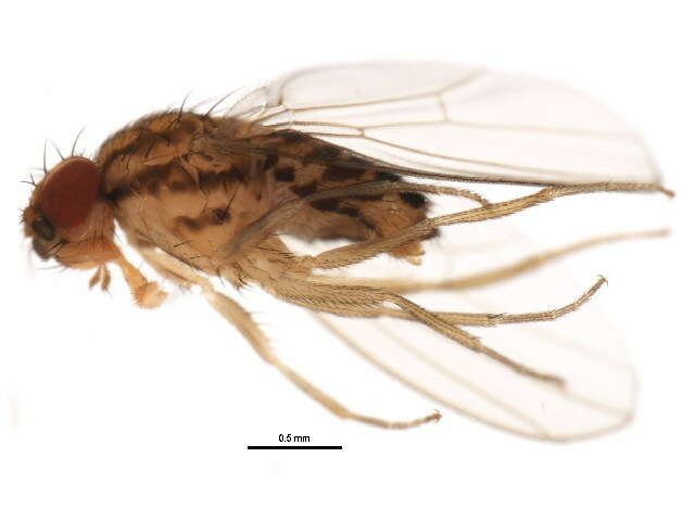 Imagem de Drosophila busckii Coquillett 1901