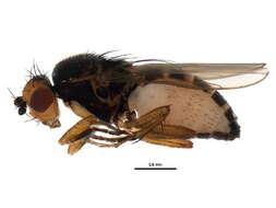 Spelobia ochripes (Meigen 1830) resmi