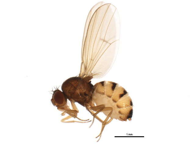 Imagem de Drosophila neotestacea Grimaldi, James & Jaenike 1992