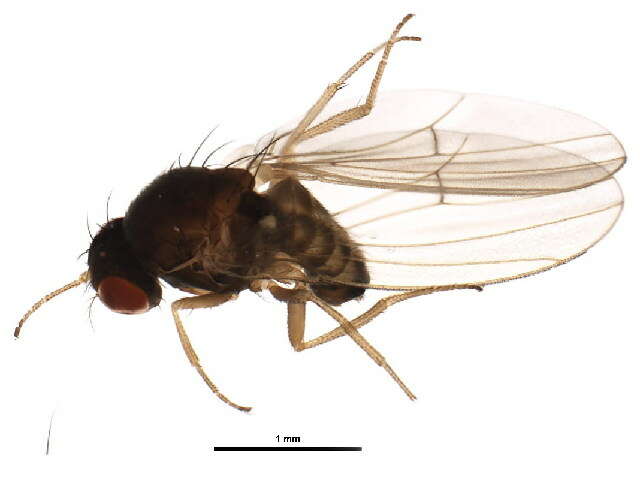 Imagem de Drosophila neotestacea Grimaldi, James & Jaenike 1992