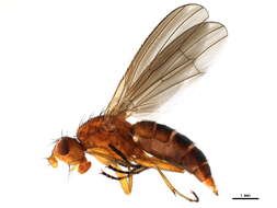 Image of heleomyzid flies