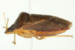 Image of Euschistus (Euschistus) obscurus (Palisot 1817)