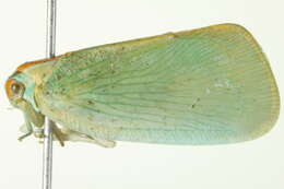 Image of Palm Flatid Planthopper