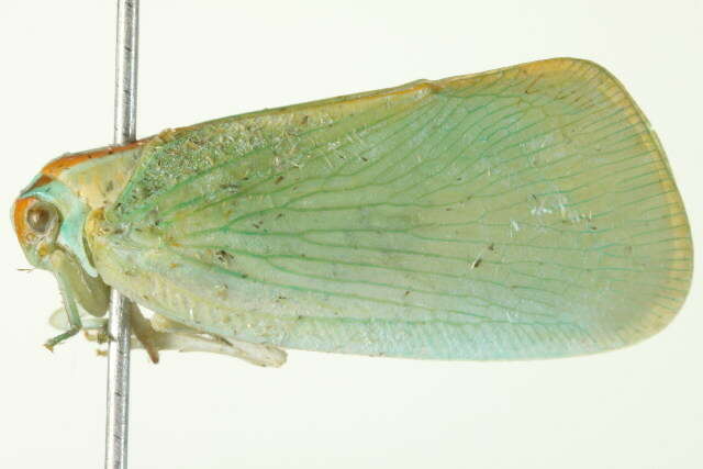 Image of Palm Flatid Planthopper