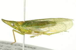 Image of Rhynchomitra microrhina (Walker 1851)