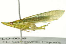 Image of Rhynchomitra microrhina (Walker 1851)