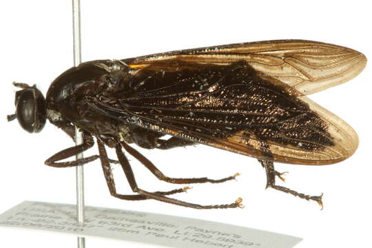 Image of mydas flies