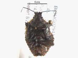 Image of <i>Parabrochymena florida</i>