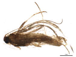 Image of Caloptilia