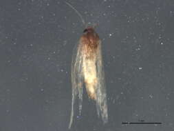 Image de Phyllonorycter clemensella (Chambers 1871)