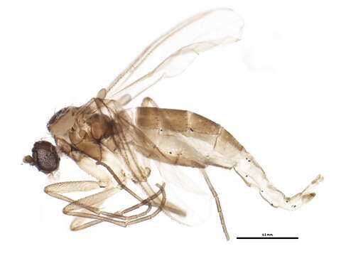 Image of Corynoptera bicuspidata (Lengersdorf 1926)