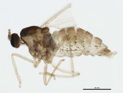 Image of Asteromyia modesta (Felt 1907)