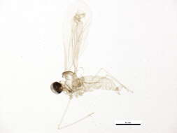 صورة Cecidomyiinae