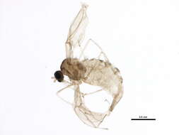 صورة Cecidomyiinae