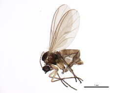 Image of Bradysia fungicola (Winnertz 1867)