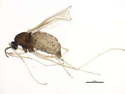 Image of Asteromyia laeviana (Felt 1907)