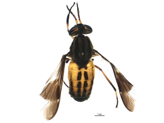 Image of Chrysops aberrans Philip 1941