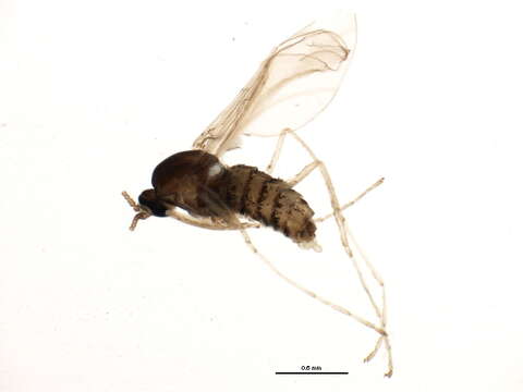 Image of Asteromyia modesta (Felt 1907)