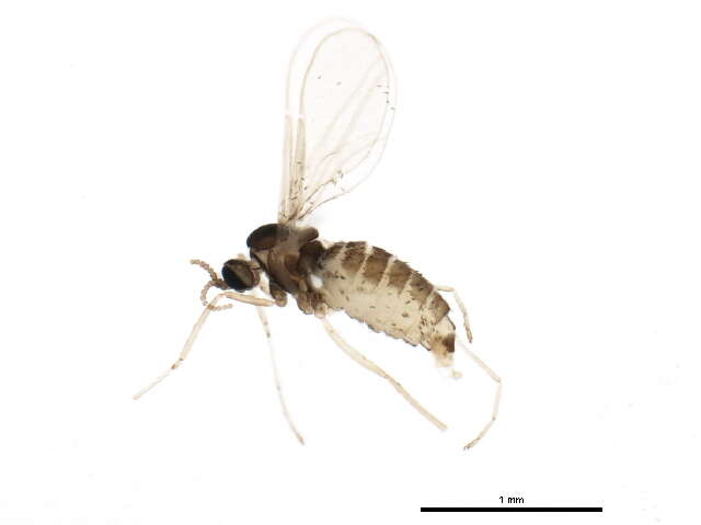 Image of Asteromyia modesta (Felt 1907)