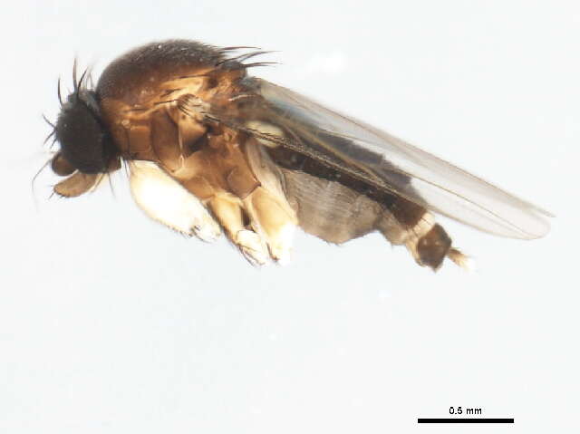 Image of Megaselia nigriceps (Loew 1866)
