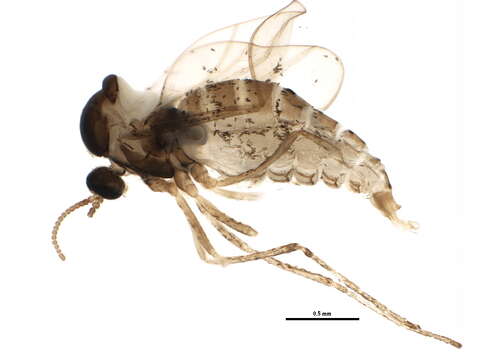 Image of Asteromyia carbonifera (Osten Sacken 1862)