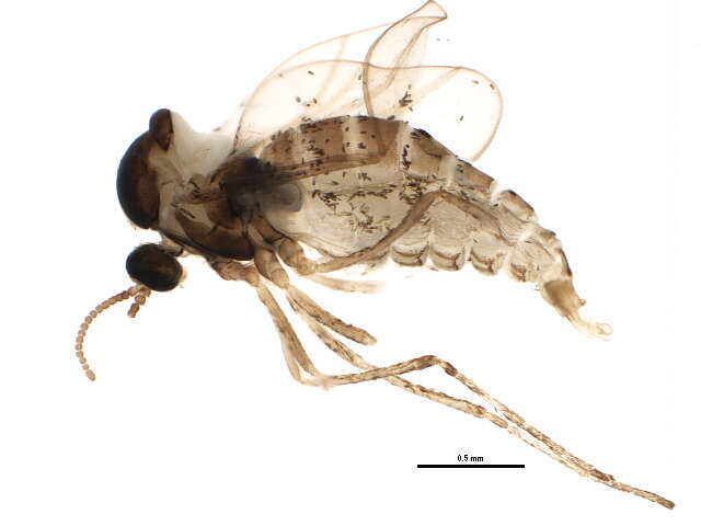 Image de Asteromyia carbonifera (Osten Sacken 1862)