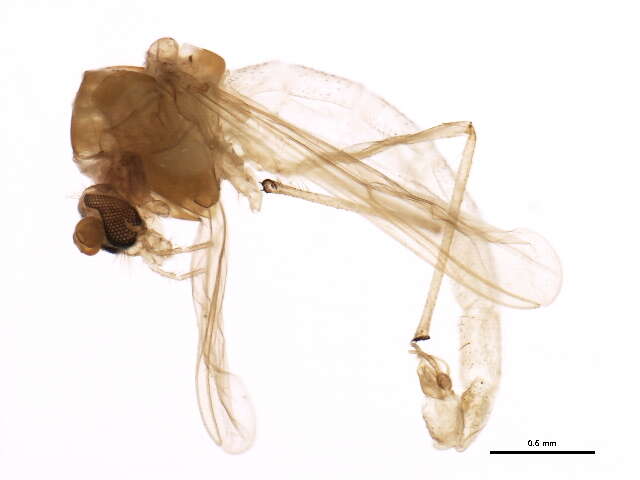 Слика од Dicrotendipes tritomus (Thienemann & Kieffer 1916)