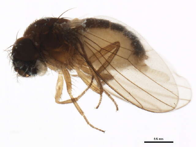 Image of Drosophila affinis Sturtevant 1916