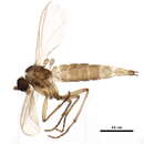Image of Corynoptera subcavipes Menzel & Smith 2007