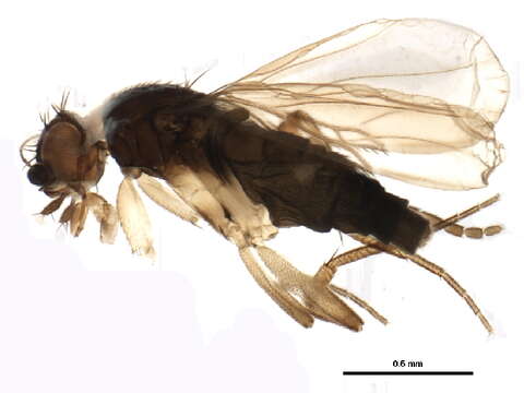 Image of Trophithauma rostratum (Melander & Brues 1903)