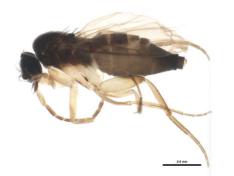 Image of Trophithauma rostratum (Melander & Brues 1903)