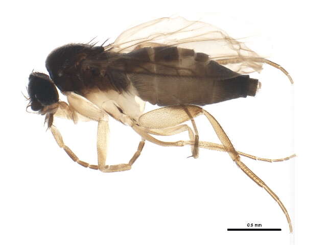 Imagem de Trophithauma rostratum (Melander & Brues 1903)