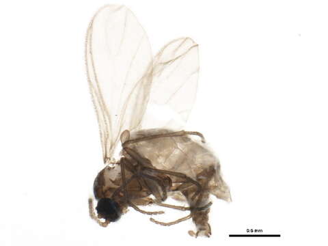 Image of Cratyna keilini (Edwards 1915)