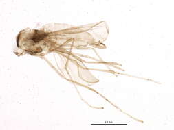 صورة Cecidomyiinae