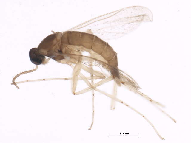 صورة Cecidomyiinae