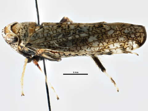 Image of Japanese Leafhopper